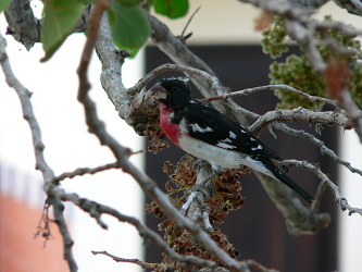 Rose-Breasted Grosbeak